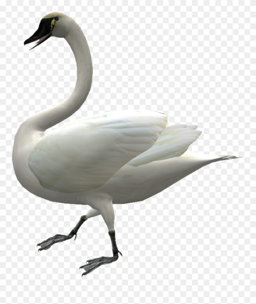 Cygnini Domestic Goose Duck - Swans Clipart
