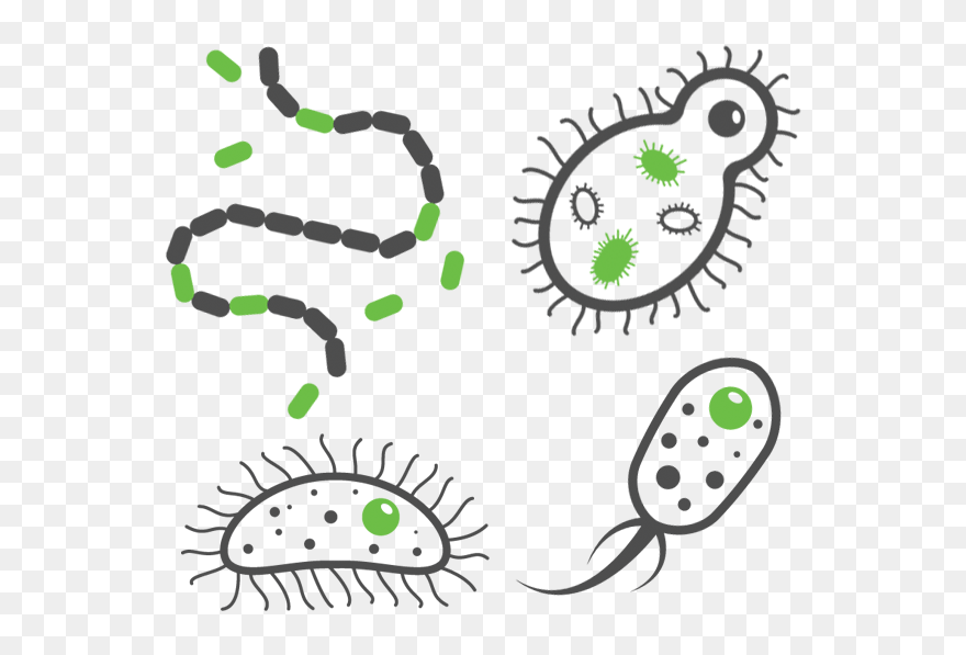 Urinary Tract Infections - Transparent Background Bacteria Transparent Clipart