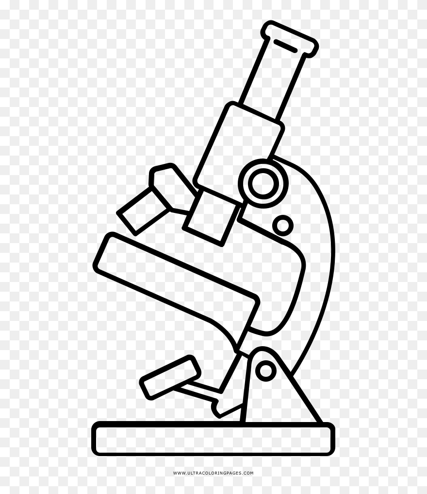 Ovaries Drawing Real - Microscope Black And White Clipart