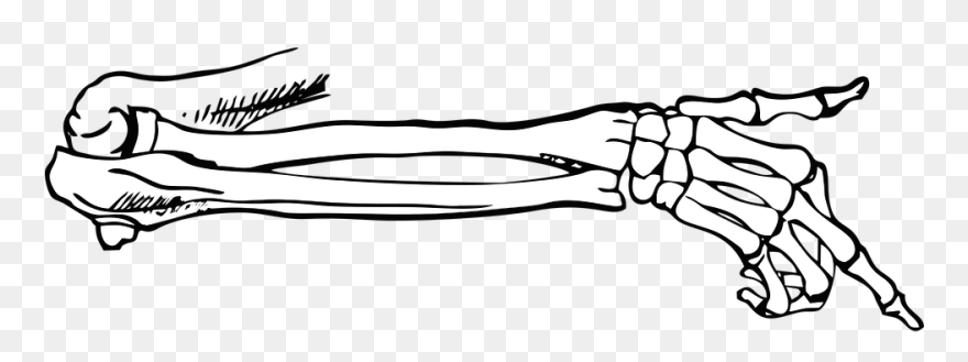 Finger Failure Ep Bone Joint Muscle - Transparent Skeleton Hand Clipart