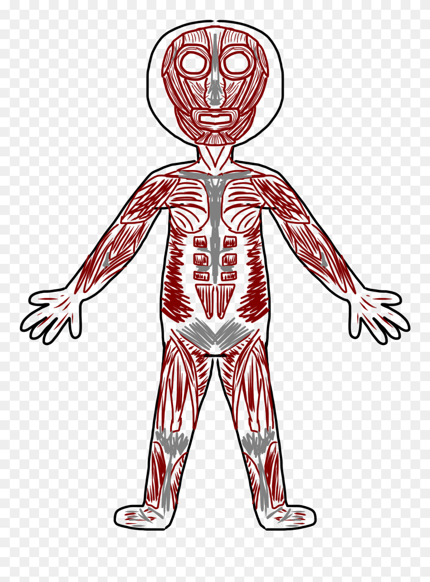 Human Body Diagram Clipart - Muscular System Clipart - Png Download