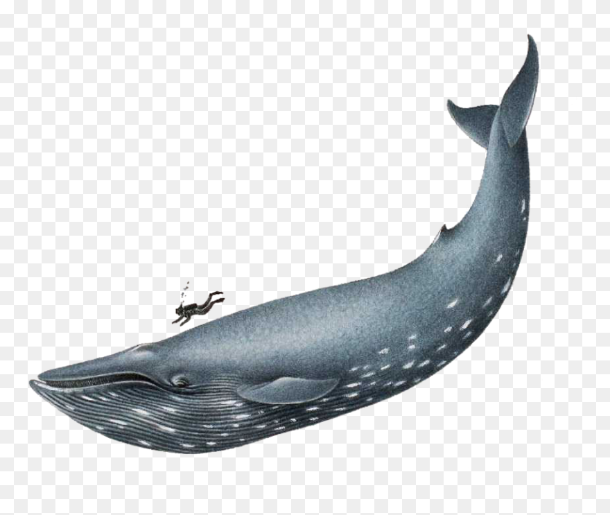 Blue Whale Transparent & Png Clipart Free Download - Realistic Blue Whale Drawing