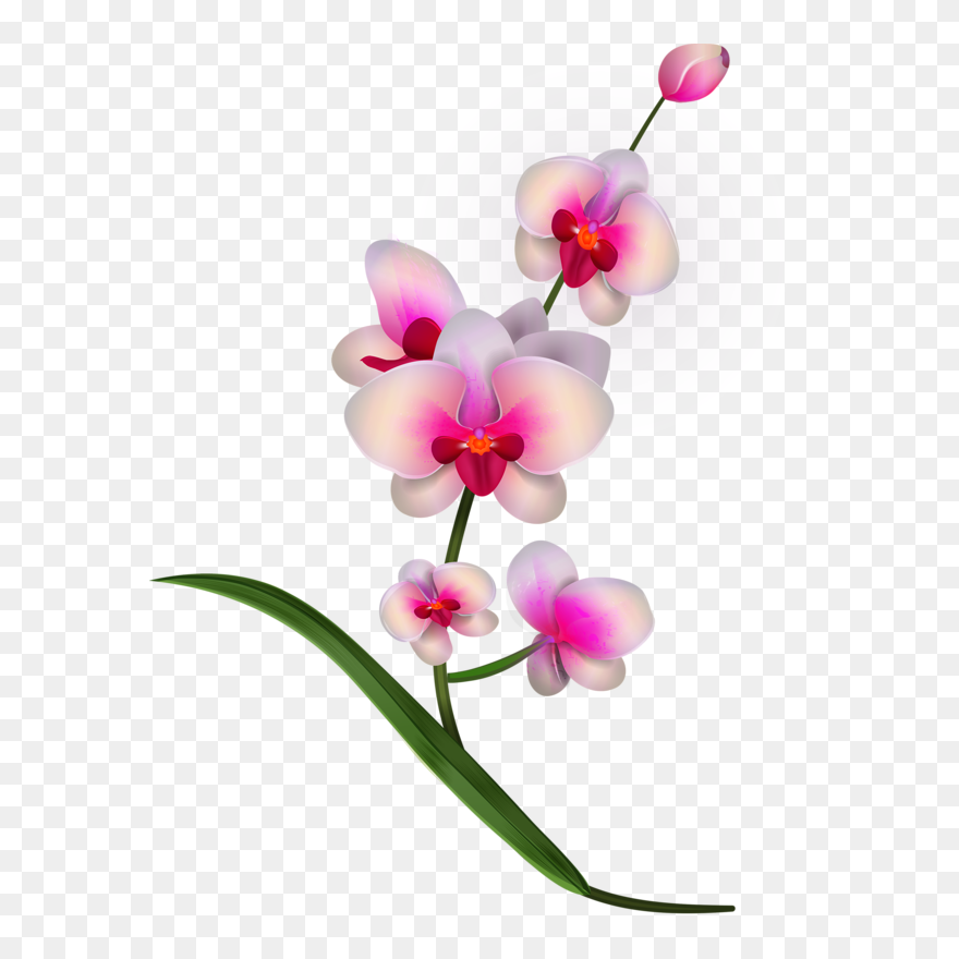 Pencils Drawing Orchid - Transparent Background Orchid Clip Art - Png Download
