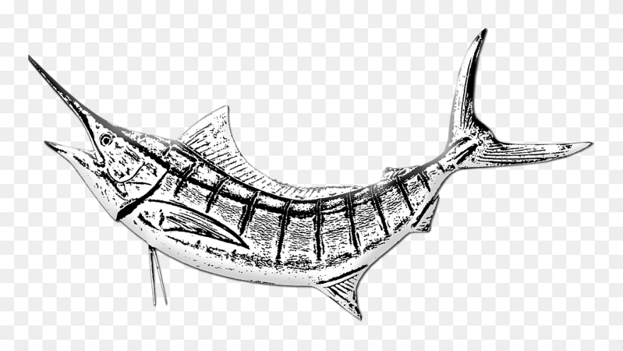 Transparent Marlin Clipart - Marlin Fish Drawing - Png Download