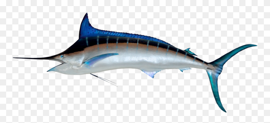 Swordfish Png Clipart