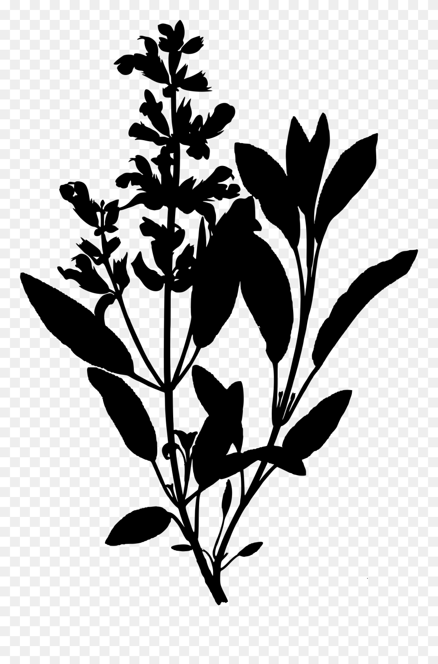 Clipart - Sage Botanical Drawing - Png Download