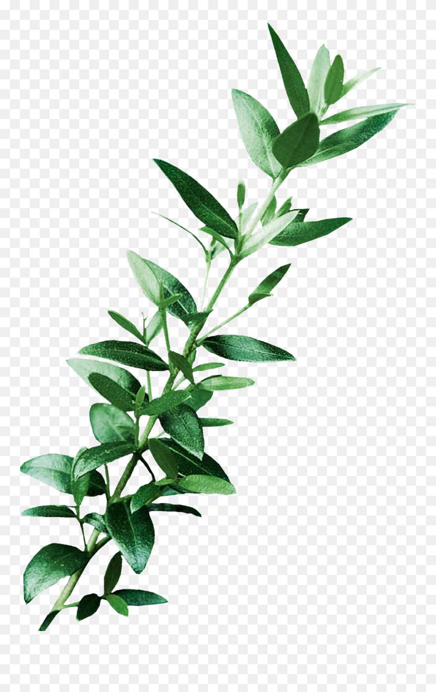 Leaf Digital Image Art Clip Art - Clip Art Eucalyptus Leaves - Png Download