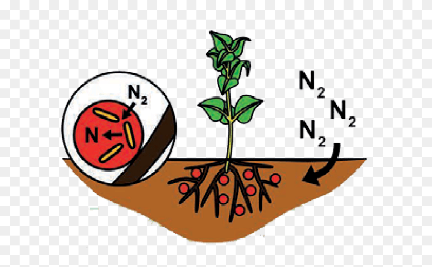Biological Nitrogen Fixation Cartoon Clipart