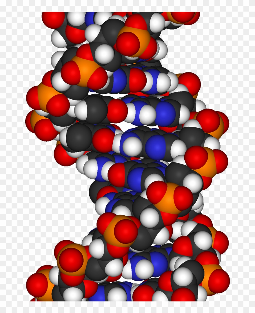 Science - Dna Space Fill Model Clipart