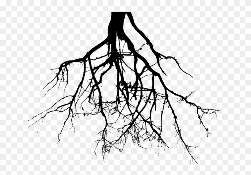 Roots Clipart Tree Png - Roots Png Transparent Png