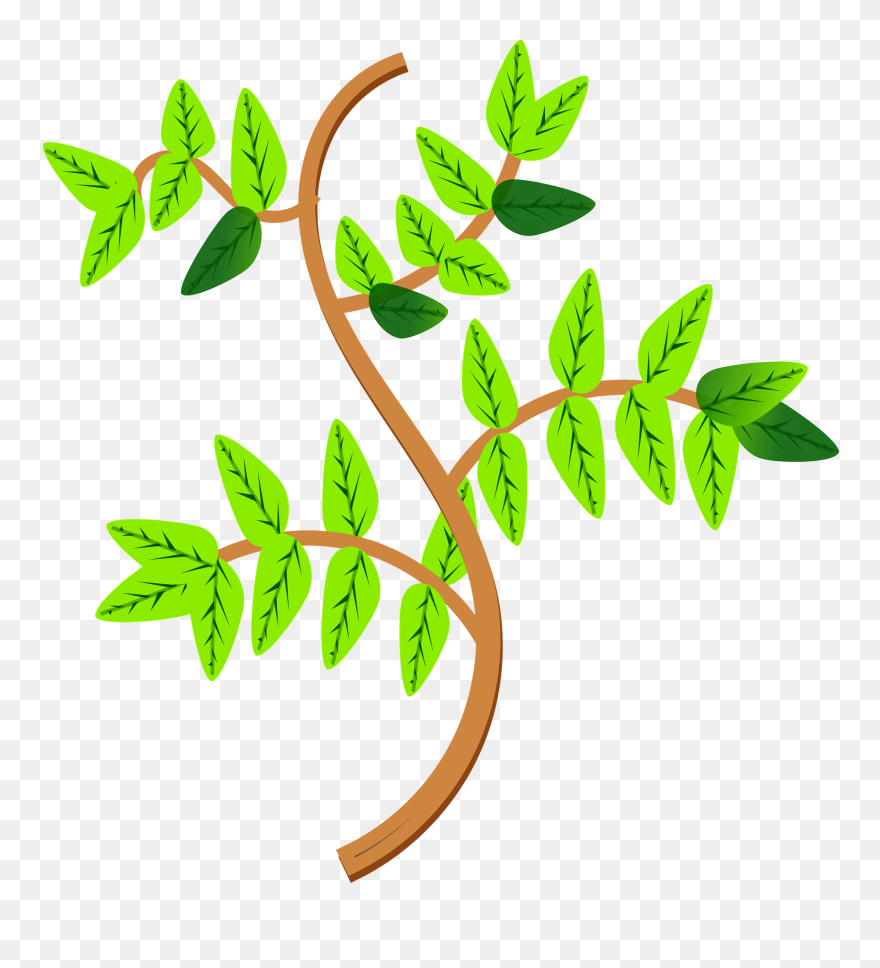 Hojas Y Ramas - Leaves On Branches Clipart