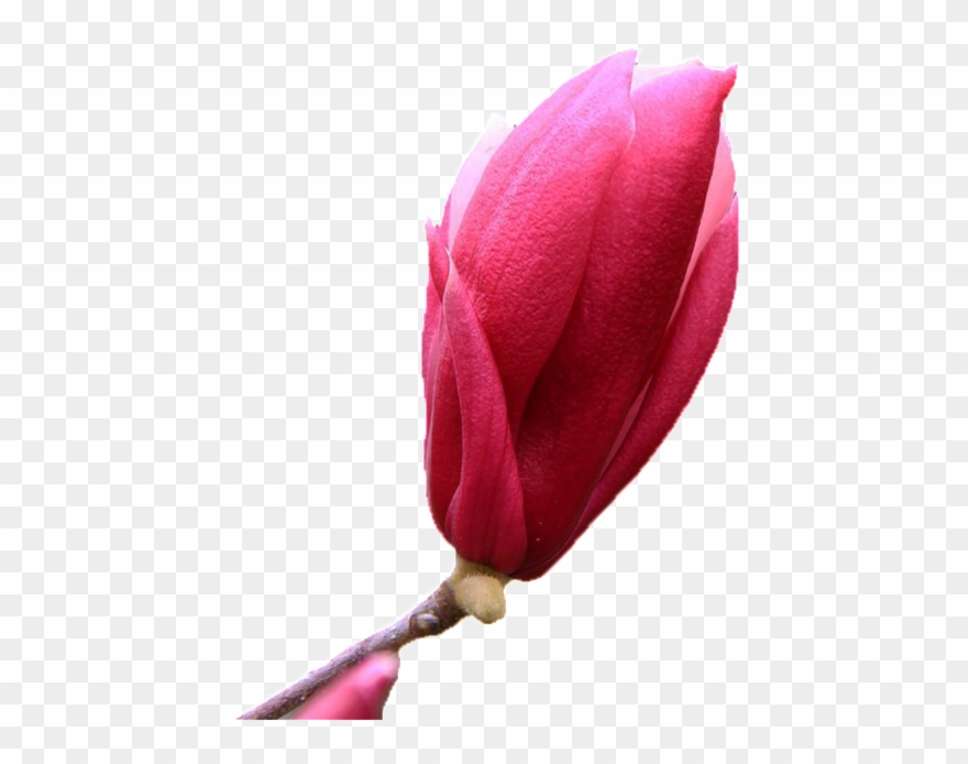 Pink Bud Elements - Tulip Clipart