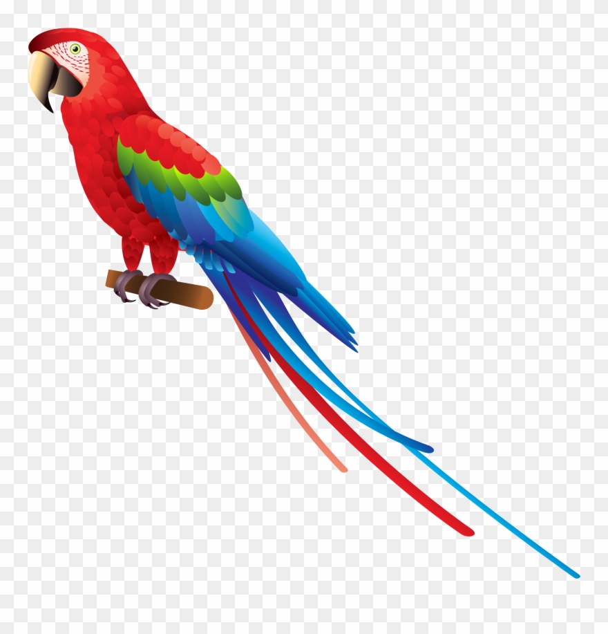 Tail Clipart Transparent Background - Transparent Background Parrot Clipart - Png Download