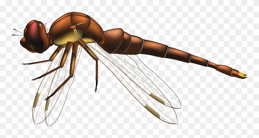 Dragonfly Brown Png Clip Art - Dragon Fly Png Transparent Png