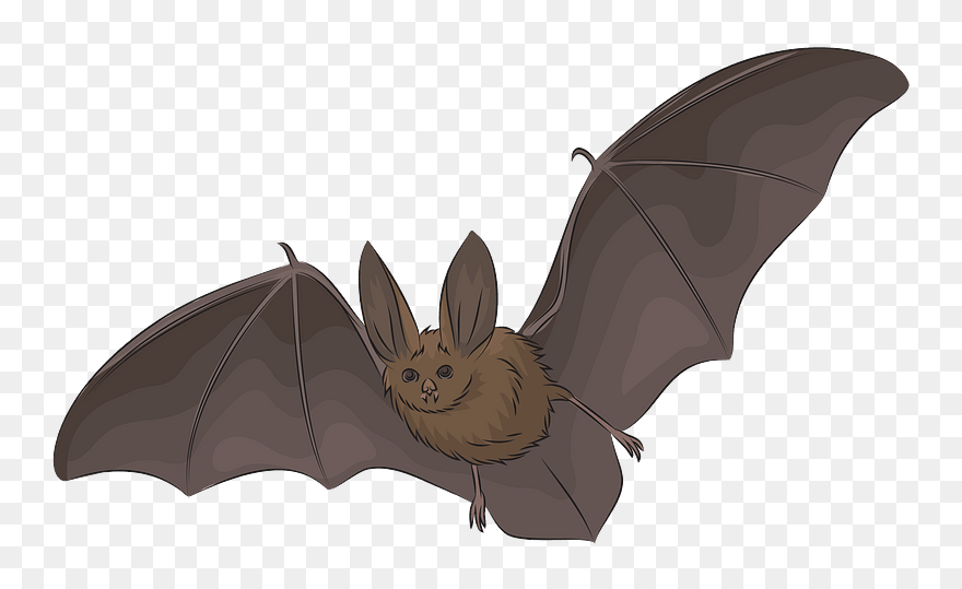 Townsend"s Big-eared Bat Clipart - Bat Clipart - Png Download