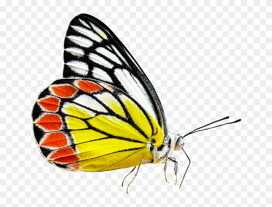 Monarch Butterfly Cartoon 29, Buy Clip Art - Transparent Transparent Background Spring Clip Art - Png Download