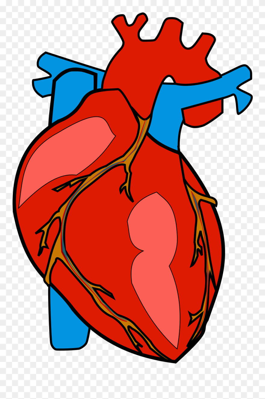 Heart Anatomy Clip Art - Cartoon Human Body Heart - Png Download