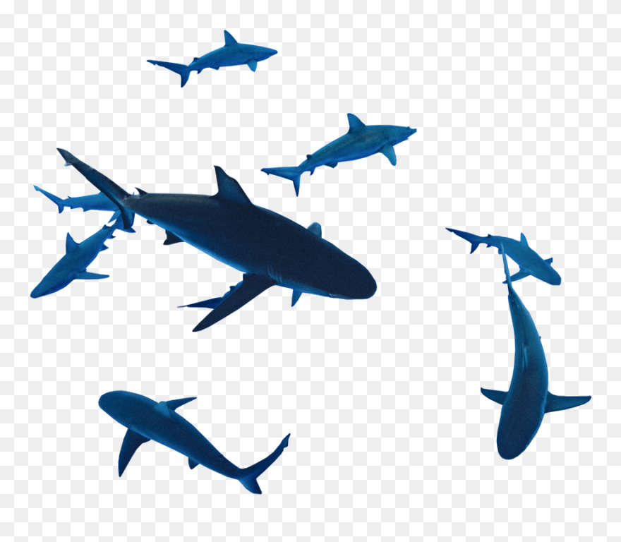 Drawing Shark Galapagos Transparent Png Clipart Free - Great White Shark