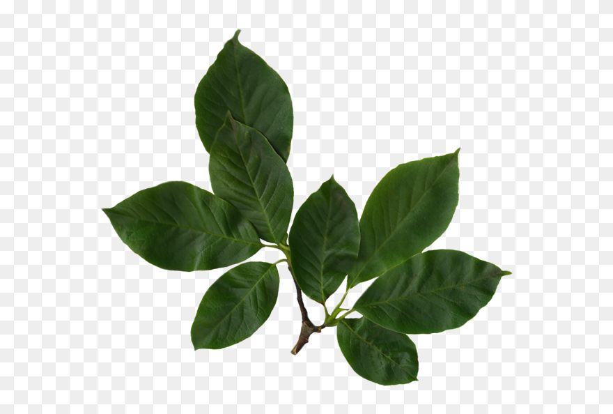 Herb - Transparent Vintage Aesthetic Png Clipart