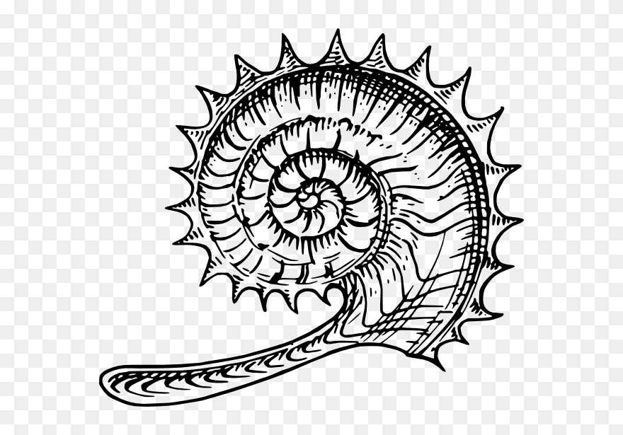 Free Vector Ammonite Clip Art - Ammonit Clipart - Png Download