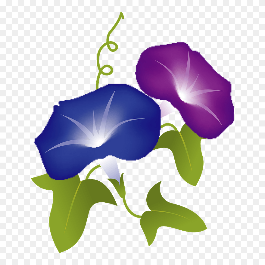 Morning Glory Flower Clipart - Japanese Morning Glory - Png Download