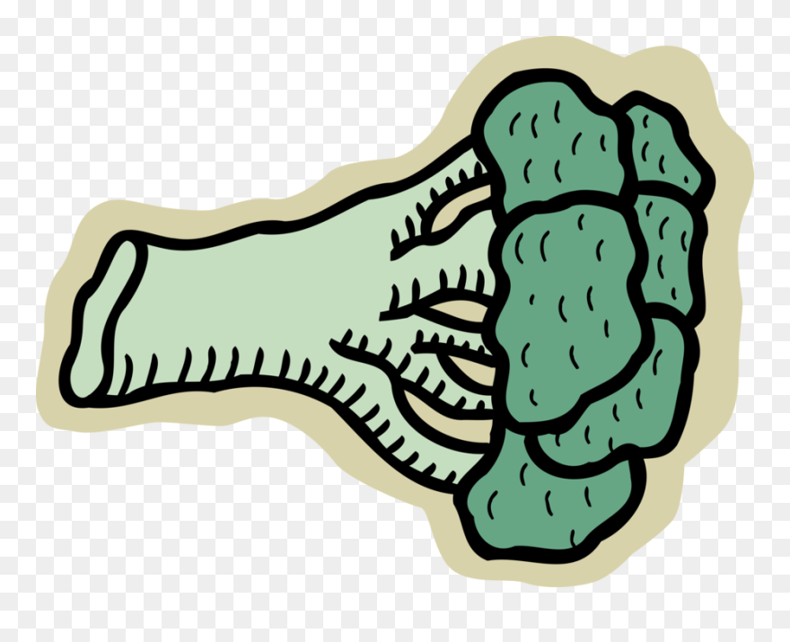 Vector Illustration Of Broccoli Edible Garden Vegetable - Illustration Clipart