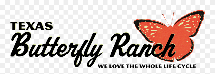 Texasbutterflyranch - Brush-footed Butterfly Clipart