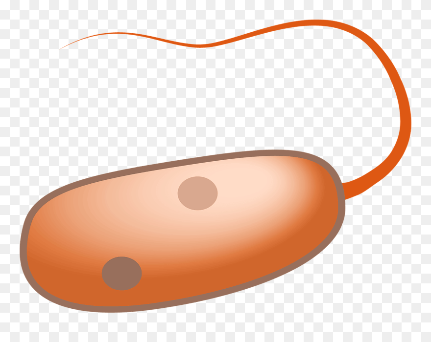 Are Humans Prokaryotes - Flagella Vector Clipart