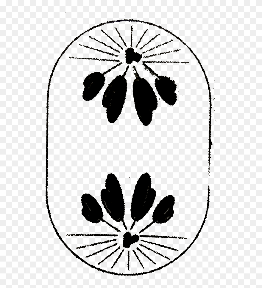 Anaphase Of Mitosis Ncert Clipart