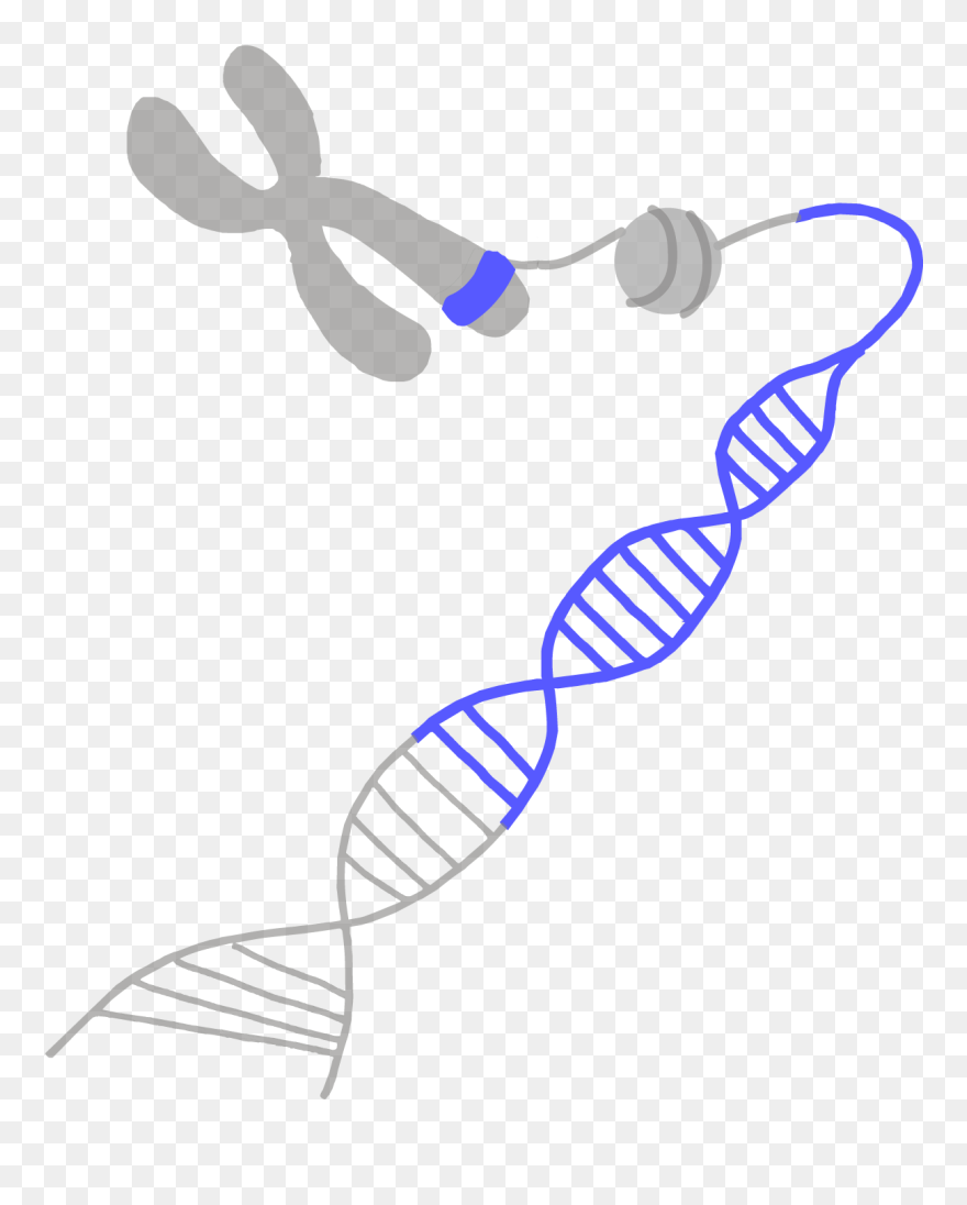 Genes Clipart - Png Download
