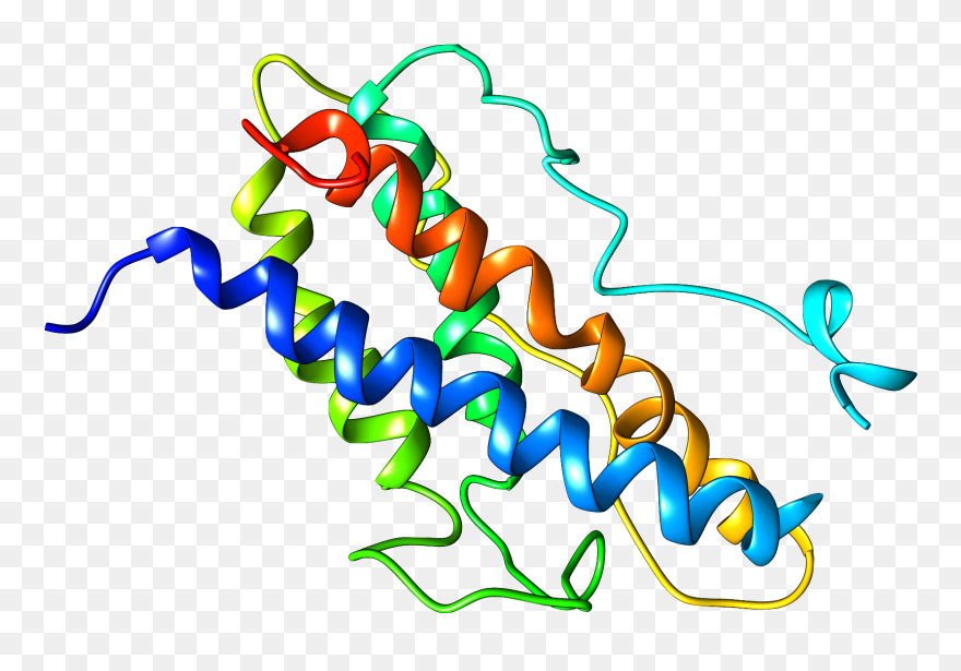 Endoplasmic Reticulum Clipart - Png Download