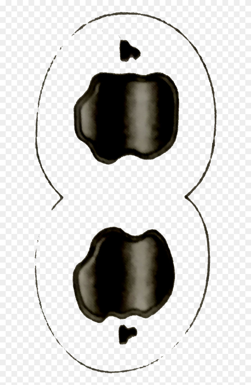 Clip Art - Png Download