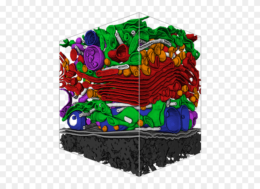 Volume Rendered Manual Segmentations Of A Cubic Micron - Illustration Clipart