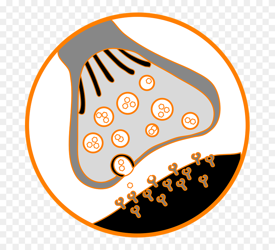 Endoplasmic Reticulum Clipart - Png Download