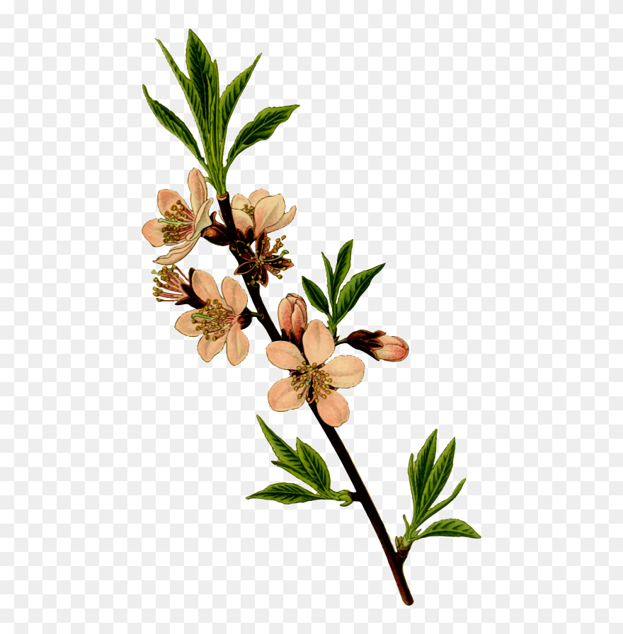 Almond Tree Clipart - Png Download