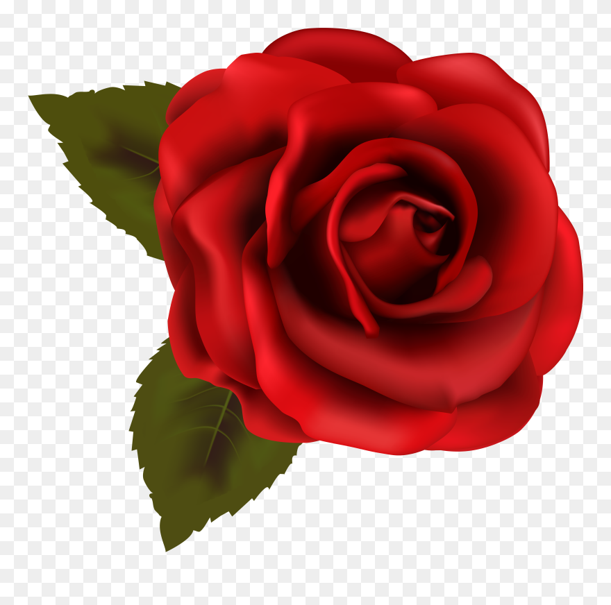Beautiful Red Rose Transparent Png Clip Art Image - Rose Clipart Transparent Background