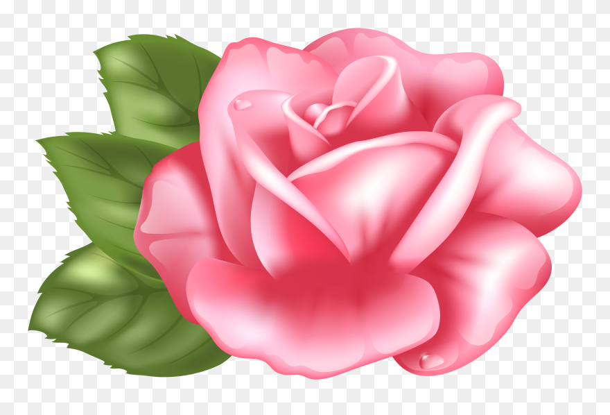Pink Rose Transparent Png Clip Art Imageu200b Gallery - Pink Rose Clipart Hd