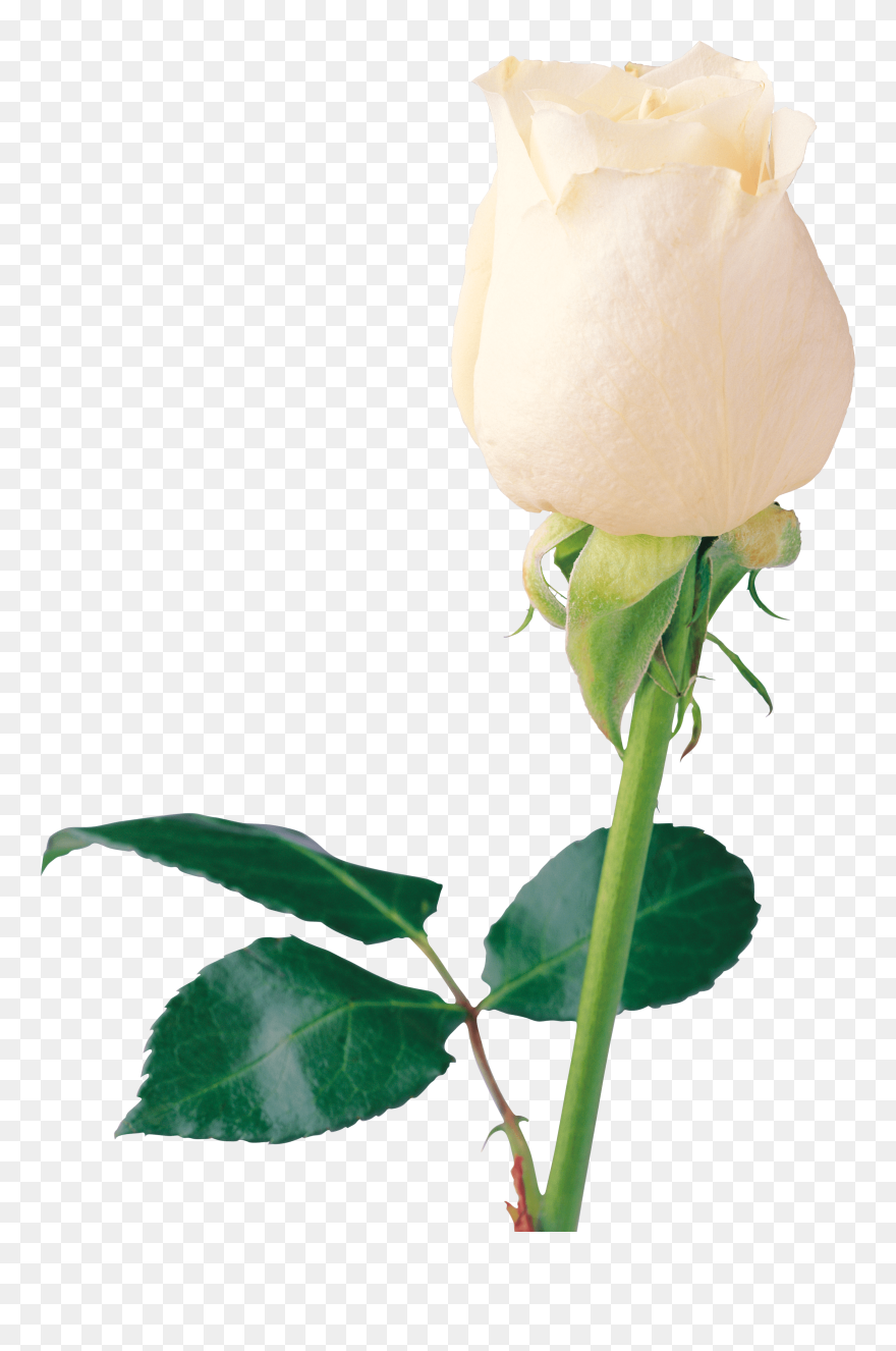 White Rose Clipart Png Format - Rose Rare Beautiful Flowers Transparent Png
