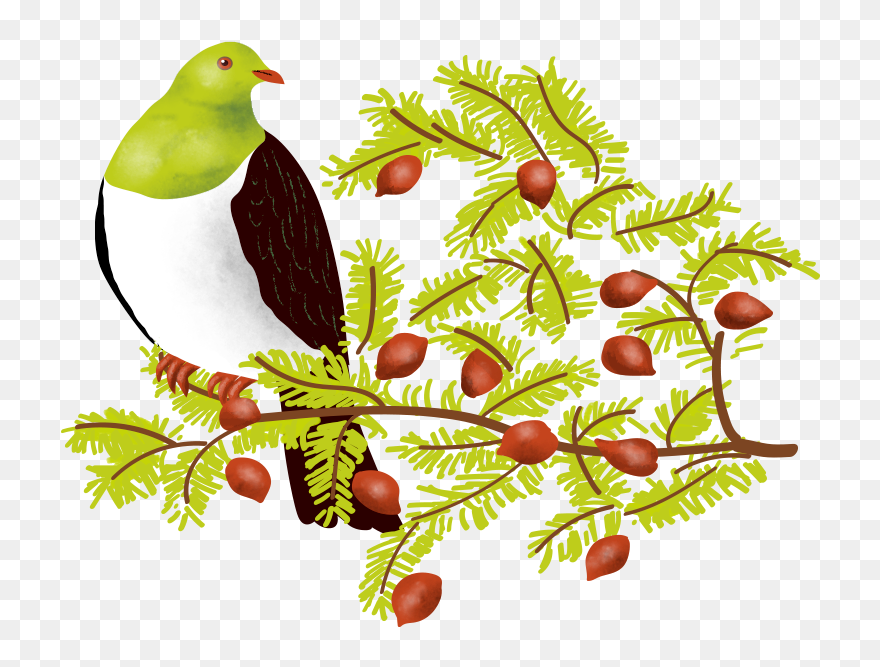 Kererū - Illustration Clipart