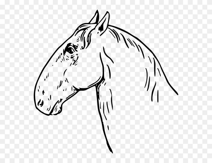 Ram Headed Horse Head Png Icons - Clip Art Transparent Png