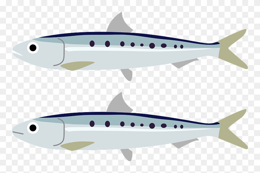European Pilchard Clipart - European Pilchard - Png Download
