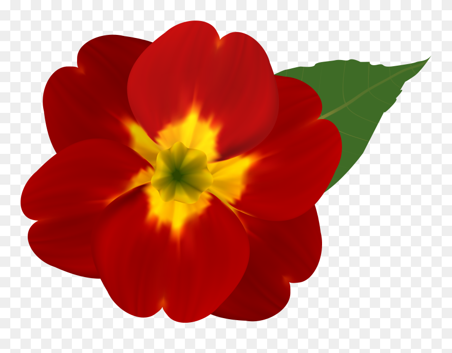 Alan Morton Sorted, Display - Flower Red Clipart Png Transparent Png