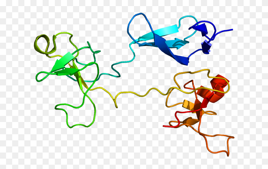 Protein Fn1 Pdb 1e88 - Fibronectin Clipart