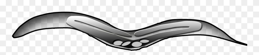 C Elegans No Background Clipart