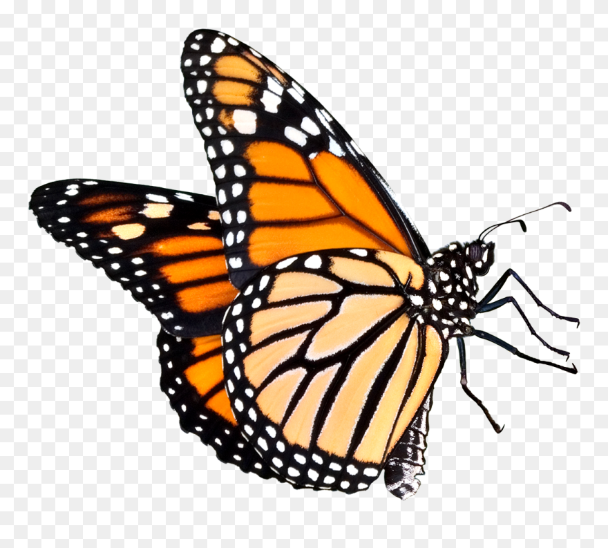 Transparent Background Monarch Butterfly Clipart