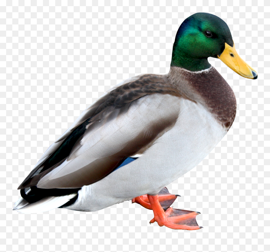 Grand Piano Clipart - Png Download