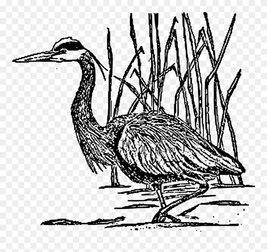 Art,fowl,beak - Drawing Heron Clip Art - Png Download