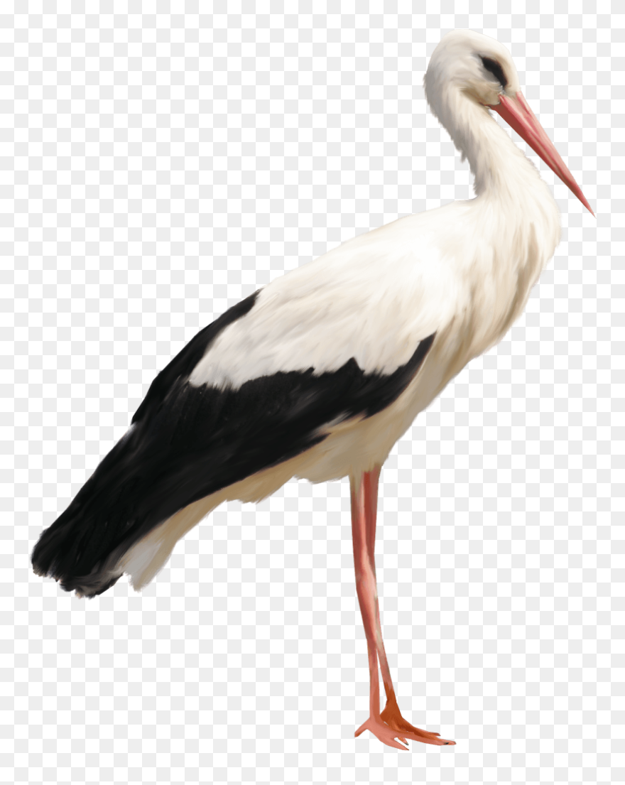 Stork Png Clipart - Stork Png Transparent Png