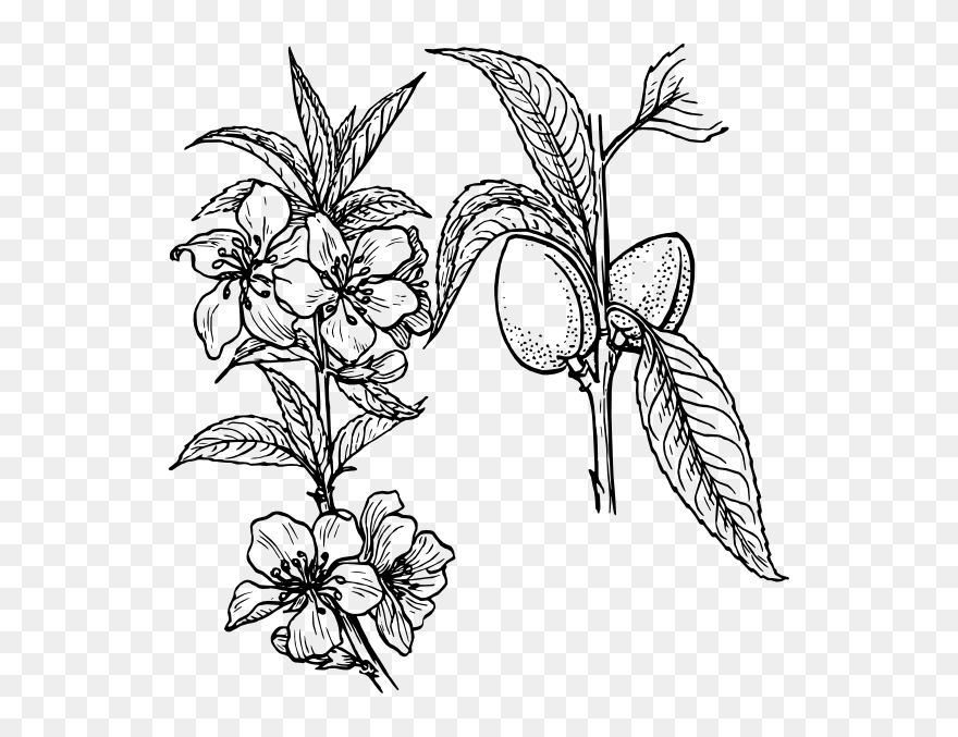 Almond Tree Coloring Pages Clipart