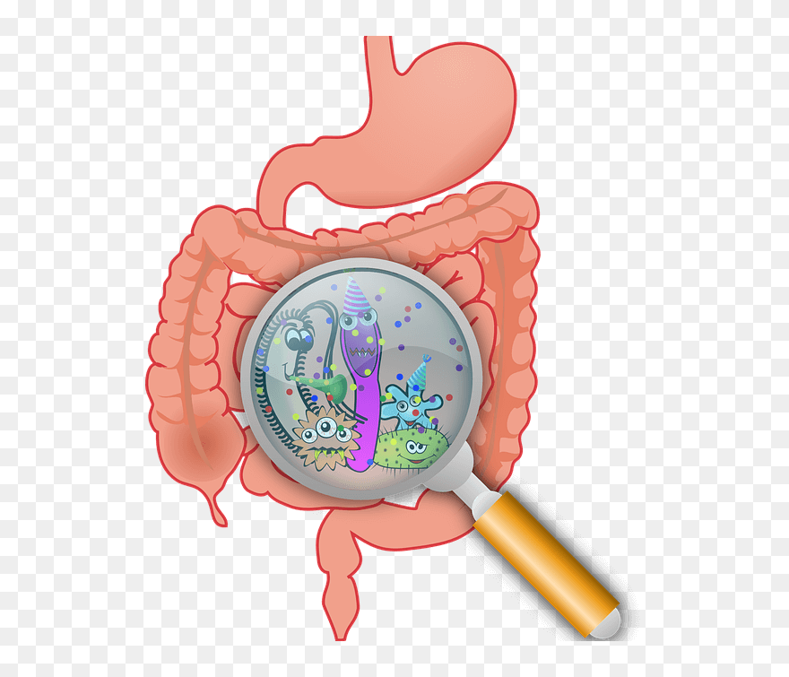 What To Eat To Re-engineer Your Gut And Reduce Breast - Gut Microbiota Clipart